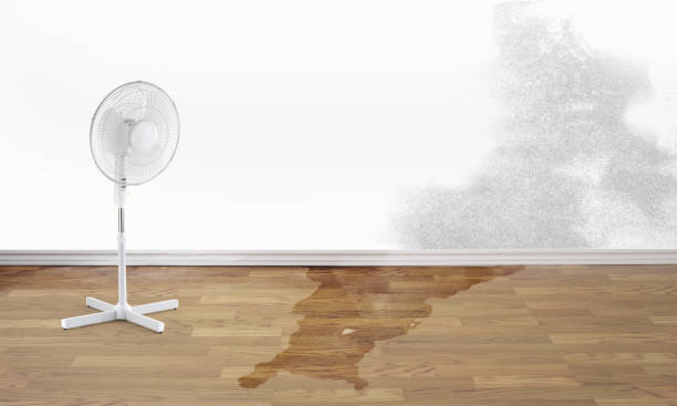 Best Carpet water damage restoration  in Clyde, OH